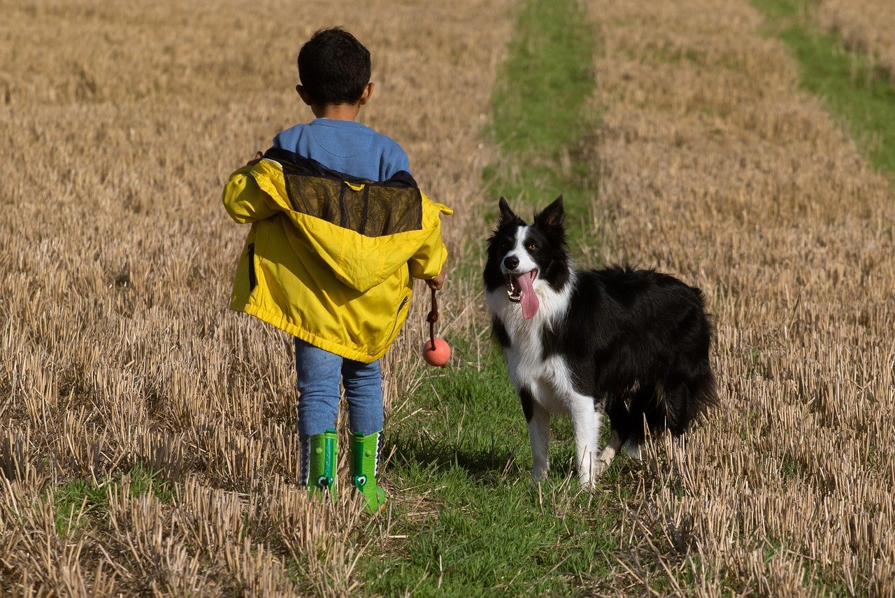 Boys best dresses in Pakistan - boy and dog in field, boy and dog, boy in yellow, animal, child and dog, boy and dog standing, boy and dog playing, canine, young, pet, play, child, dog